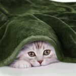 Patura fleece, 200x230cm, microfibra, 330 GSM, usoara si calduroasa, verde - imagine 4